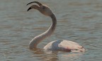 Camargue # 27