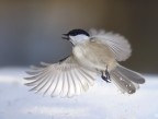 In volo