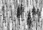 Bosco d'inverno
