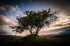 l'albero