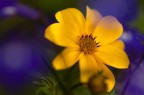 Nikon d90 105 macro f 4,5 ISO 200 1/800
