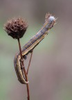 nikon d90 105 macro f 18 ISO 200 O,6s