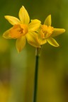 nikon d800 105 macro f 11 ISO 400 1/5 s