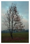 Milano, parco (2005)