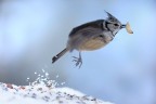 volo