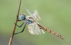 nikon d90 105 macro f14 ISO 200 0,5s