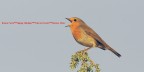Auguri dall'uccellino