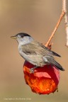 Capinera (Sylvia atricapilla)