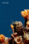 Come promesso metto una fotina dall'ambiente sommerso, spero vi piaccia e la posto qui in natura, commenti e critiche sono bene accette.