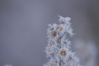 st