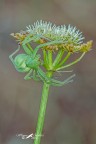 Micrommata Virescens Micrommata Virescens