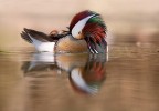Mandarina duck