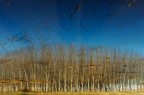 Riflessi