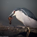 uccelli
