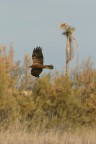 Falco di palude