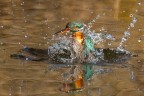 L'attimo in cui riemerge durante una battuta di pesca.