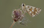 Pyrgus