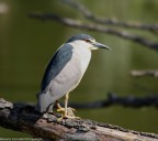uccelli
