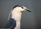 uccelli