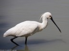 uccelli