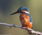 uccelli