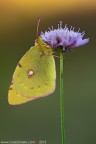 Colias crocea (Geoffroy, 1785) (Lepidoptera - Pieridae)

www.rossidaniele.com

Canon EOS 7D + Sigma 180mm f/3.5 EX DG HSM Macro
f11 - 1/15s - ISO 100
06.10.2013 ore 8.29
Suggerimenti e critiche sempre ben accetti
[url=http://www.rossidaniele.com/HR/_MG_7500copia-mdc-1500.jpg]Versione HR[/url]