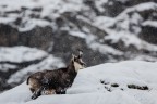 Camoscio innevato