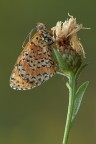 Melitaea Didyma