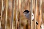 Il codibugnolo (Aegithalos caudatus)