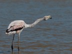 Camargue # 29