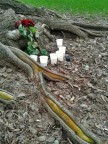 Plastic glass &amp; roses