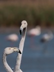 Camargue # 30