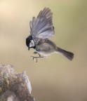 Landing
