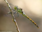 Sympetrum meridionale (Selys, 1841)