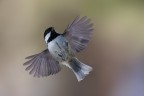 volo