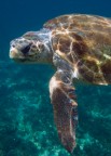 The old turtle and the sea