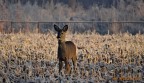 Sony DSC-HX300; 1/160; F 6.3 -0.3; ISO 100; 1200 mm equiv.