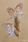 Polyommatus celina (Austaut, 1879)
