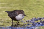 Merlo acquaiolo (Cinclus cinclus)