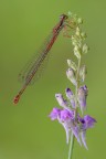 Damigella rossa