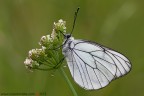 Aporia crataegi (Linnaeus, 1758) (Lepidoptera - Pieridae)

www.rossidaniele.com

Canon EOS 7D + Sigma 180mm f/3.5 EX DG HSM Macro
f13 - 1/6s - ISO 100
02.06.2013 ore 7.30
Suggerimenti e critiche sempre ben accetti
[url=http://www.rossidaniele.com/HR/_MG_3395copia-mdc-1500.jpg]Versione HR[/url]