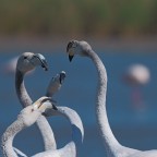 Camargue # 32