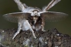 Apochima flabellaria (Heeger, 1838)