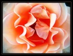 Una Rosa senza Spine