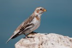 Zigolo delle Nevi (Plectrophenax nivalis)
