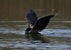 Giovane cormorano, Oasi LIPU Cave di Gaggio a Marcon (VE).
Sony DSC-HX300, 1/400, f 6.3, iso 400, l. 215 mm