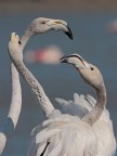 Camargue # 33