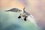 Volo libero