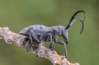 Morimus asper
