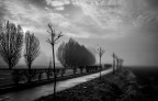 The Fog